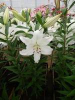 [4258 Gandhara No301.JPG]